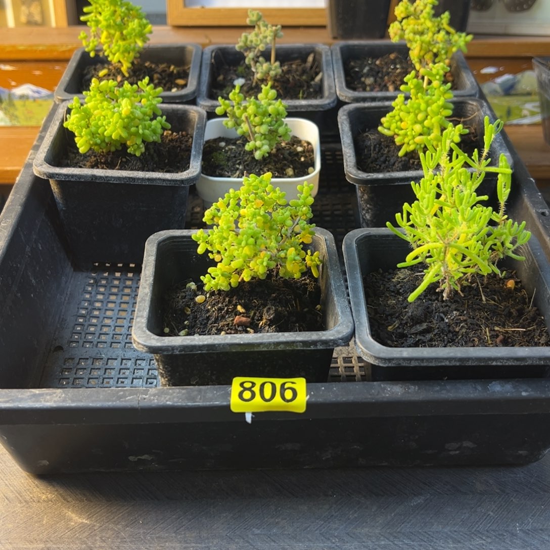 枝干番杏多肉植物806