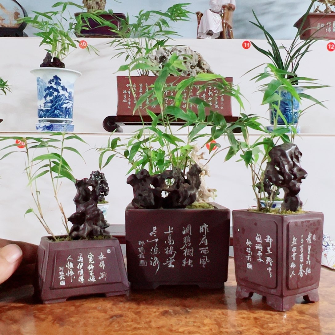 秋***山无花朵盆景，凤尾竹，太湖石