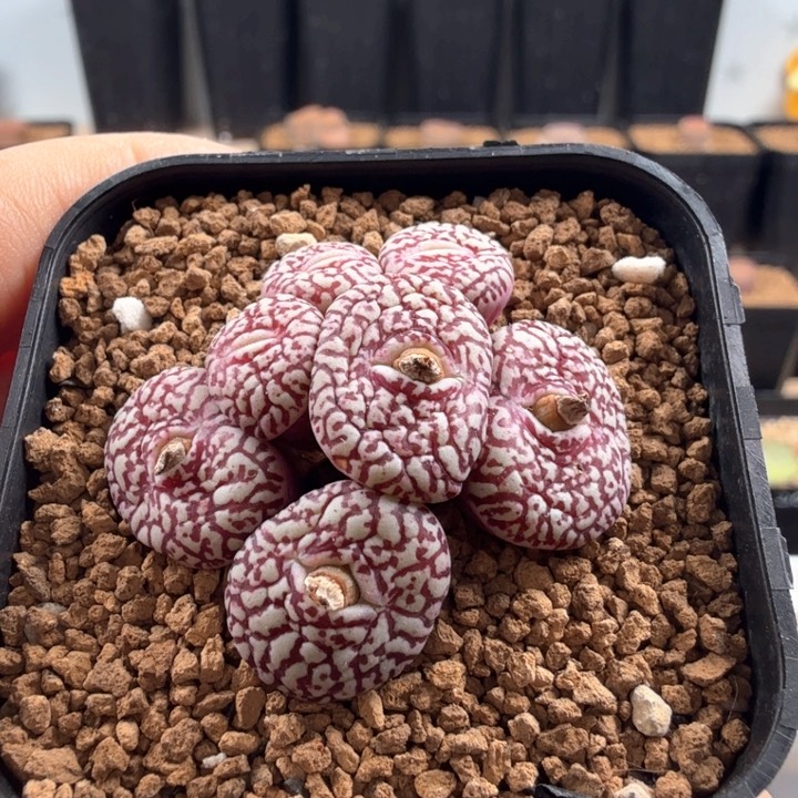 a**～专拍 墨小锥带盆发