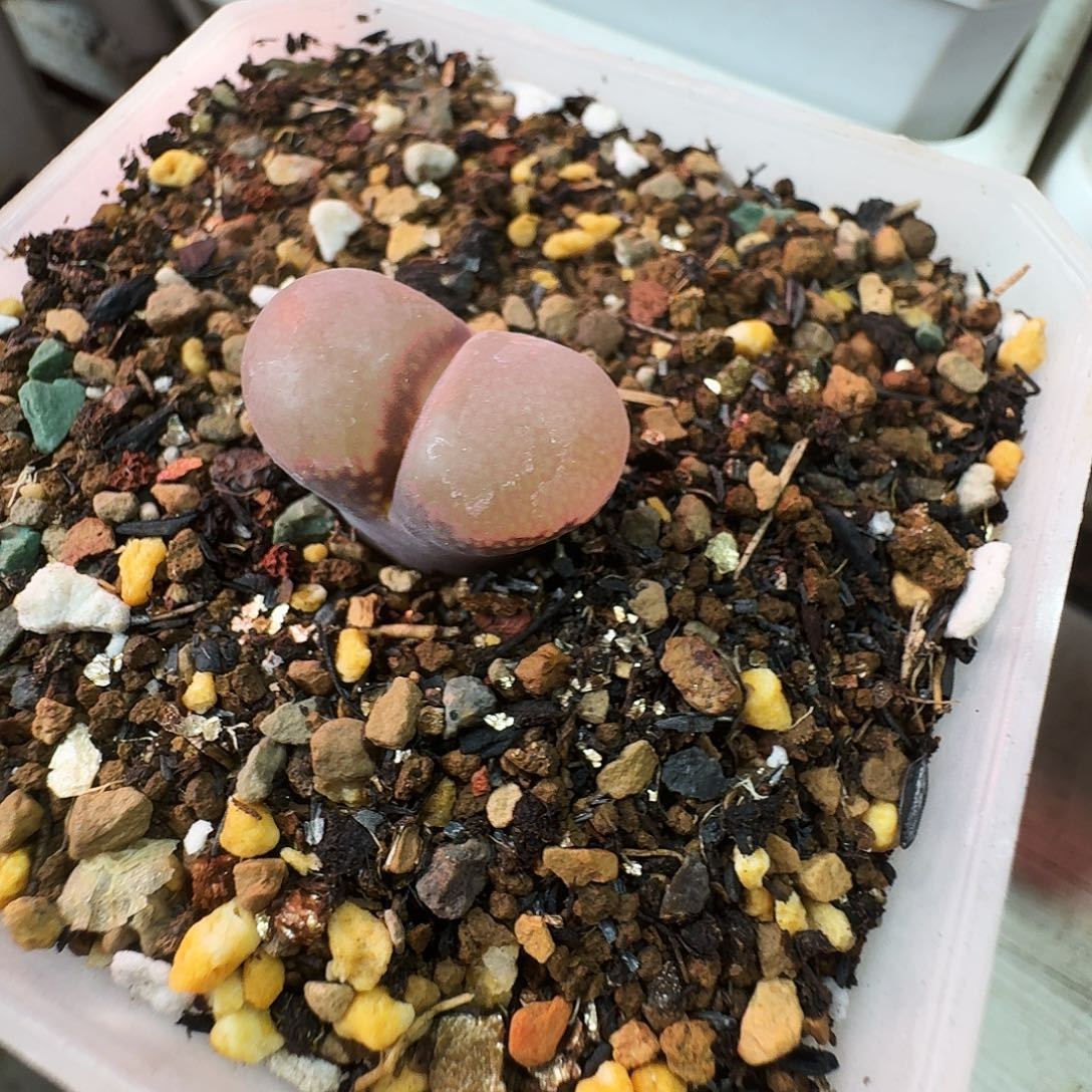 爱***猫多肉植物福利风铃251