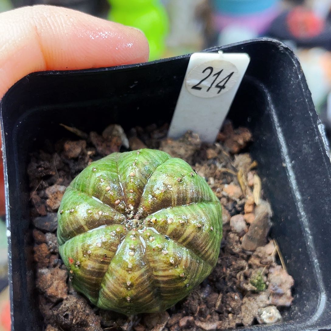 非偏远地区满25包邮仙人球