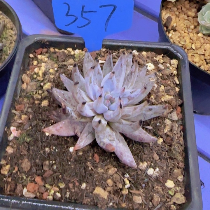 大**潘357多肉植物一物一拍