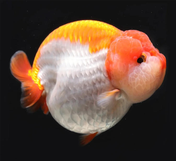 福州红白奶牛麒麟色兰寿观赏鱼活体好养耐活冷水泰狮鱼苗