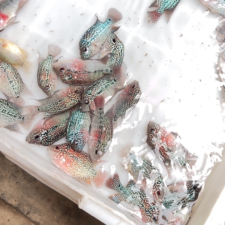 罗汉鱼19.9///////////////////////