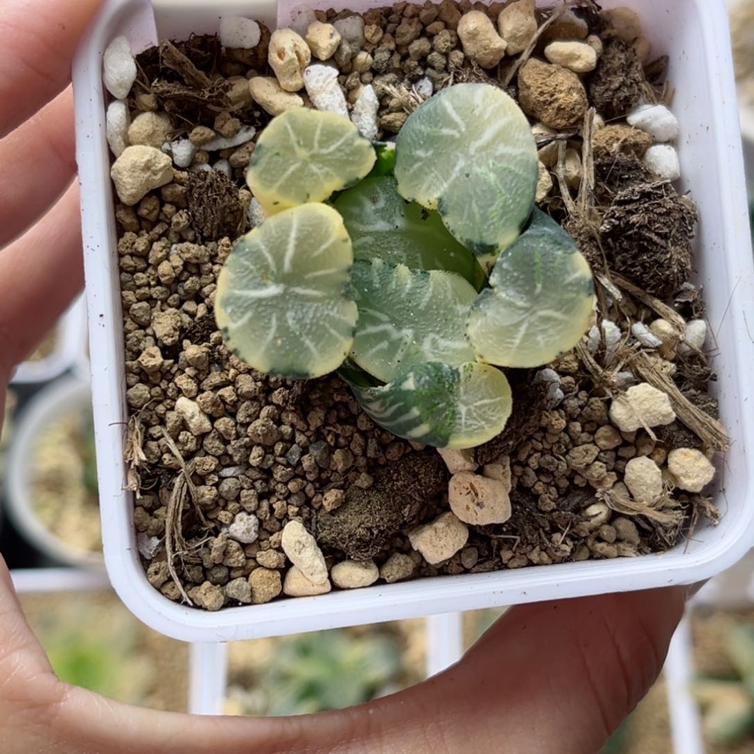 117翡翠龙万象锦哈哈哈哈