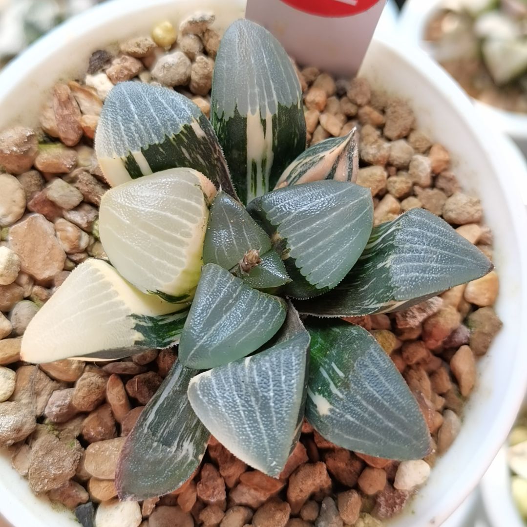 302号和田玉克锦一物一拍带盆土发货