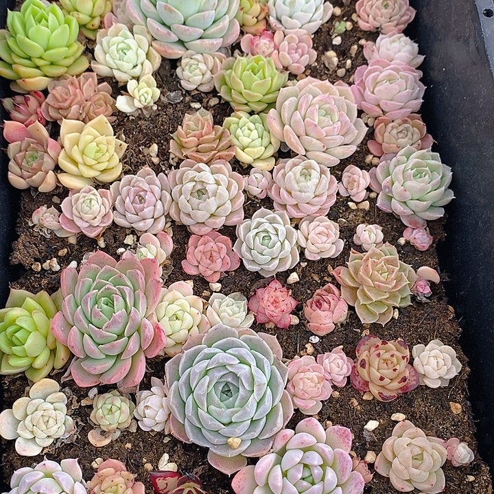 277 多肉植物盆栽花卉植物
