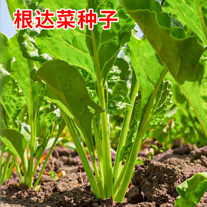 【满5包包邮】根达菜种子牛皮菜莙荙君达菜种籽易种四季播多年生