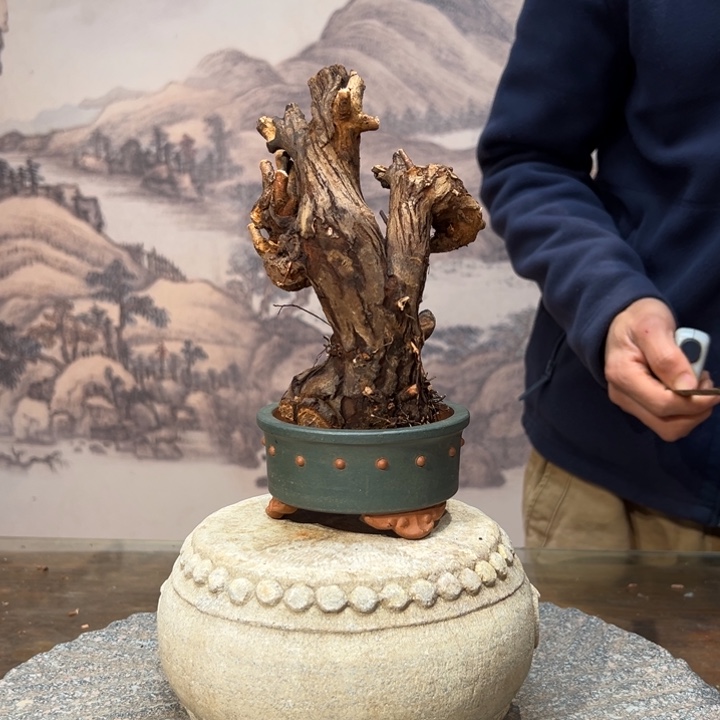 大***阶无花朵金丝红木羊蹄甲