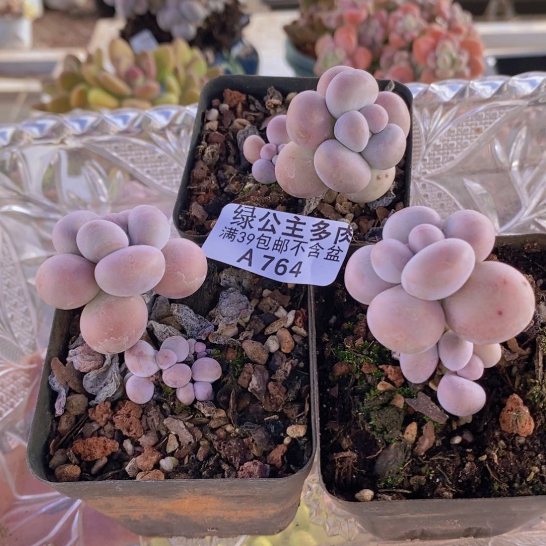 芭比奶洛3棵764多肉植物