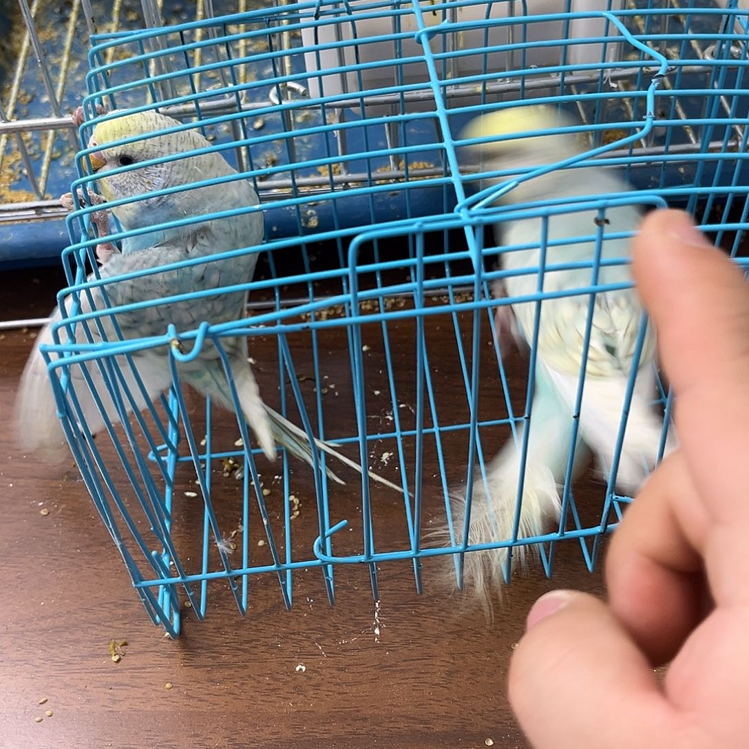 虎皮鹦鹉金彩鹦鹉