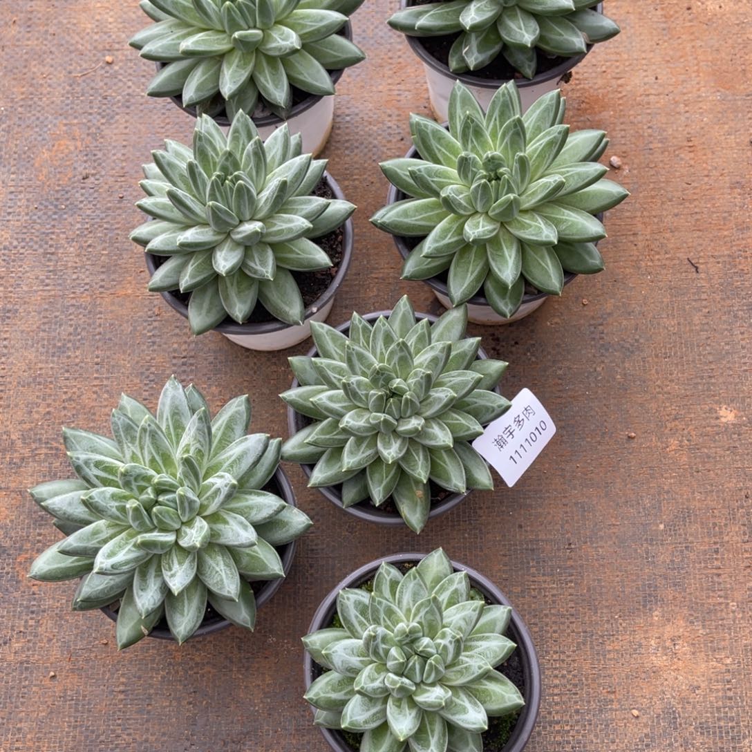 青花瓷大单头多肉植物10号