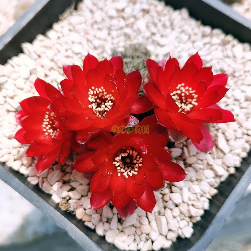 VZ459正红色鲜红色血红色沟宝山属仙人球好养爱开花