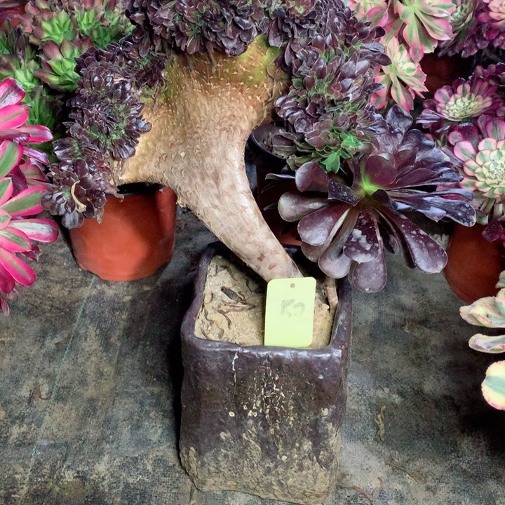 52欧缀多肉一物一拍～