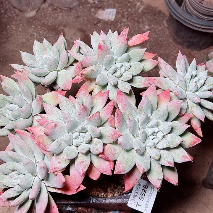 5528拇指苹果叶仙女杯多肉