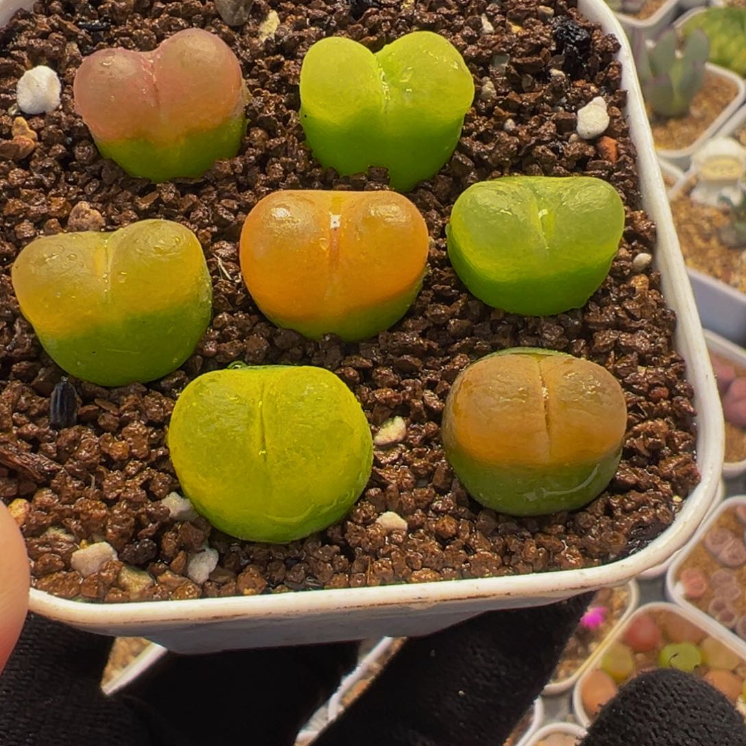 082多肉植物福利组合