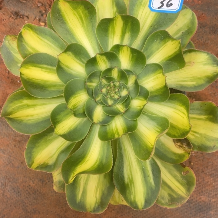 36宽锦暴君法师锦锦锦