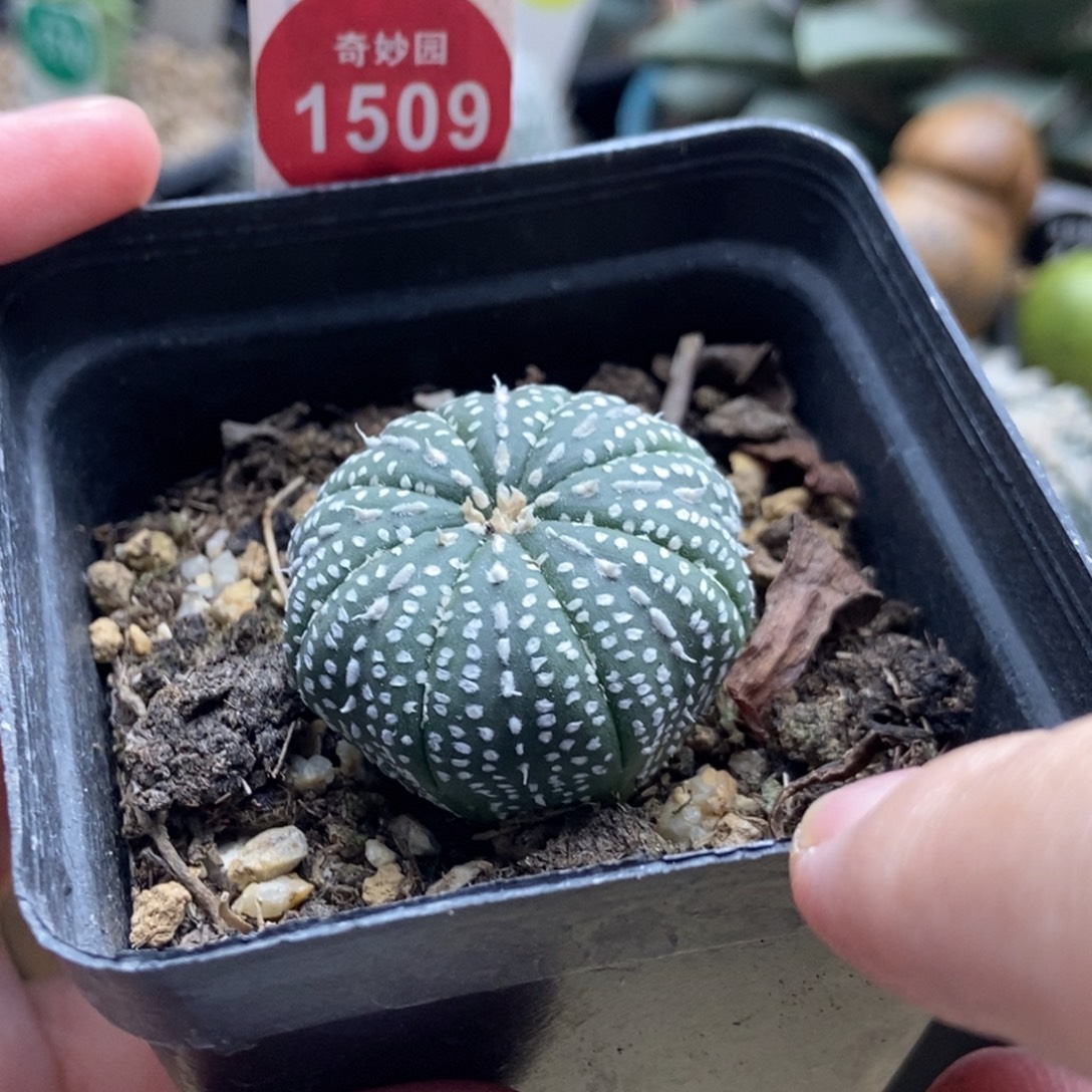 实生奇迹兜一棵仙人球