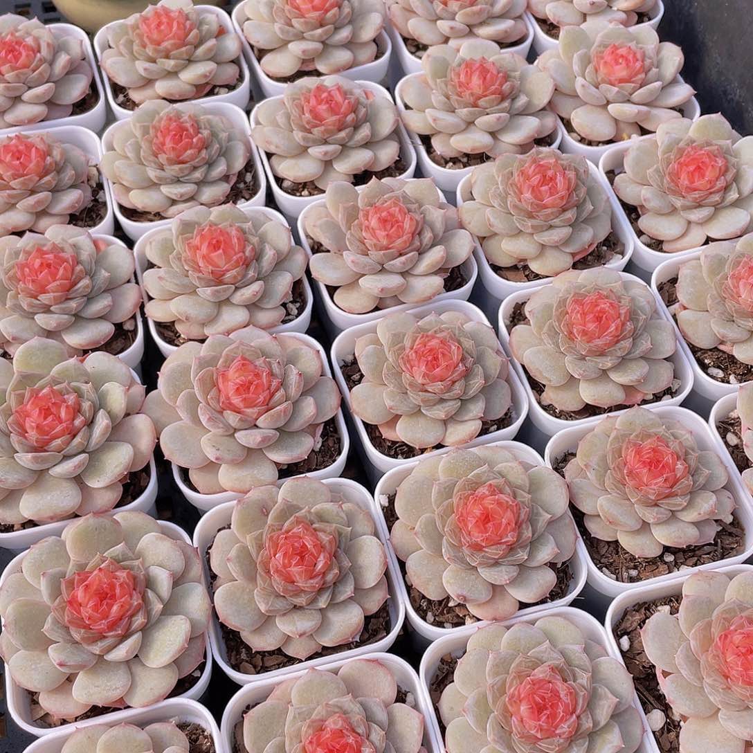 量拍1号 青盏珍妮单头2个