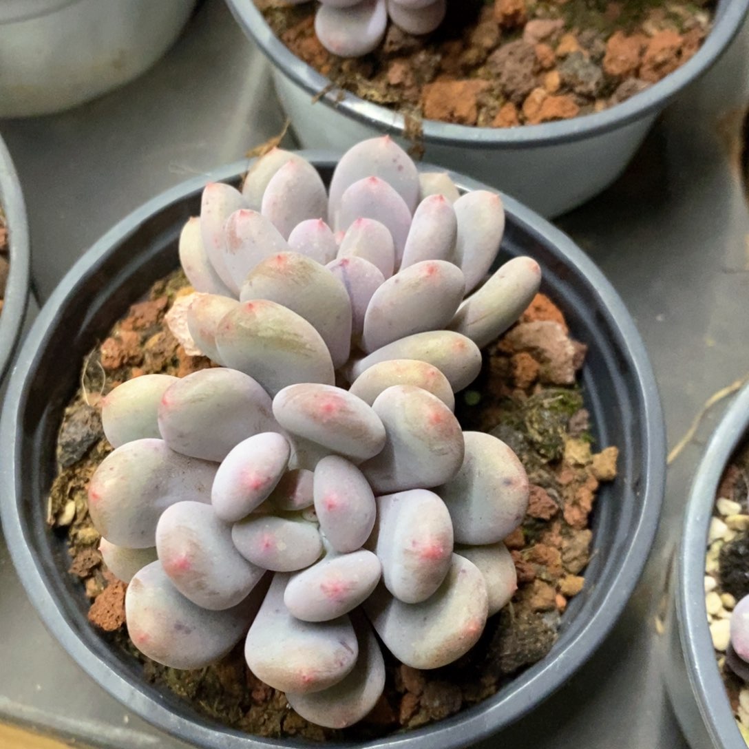 34。香香雪。双头起