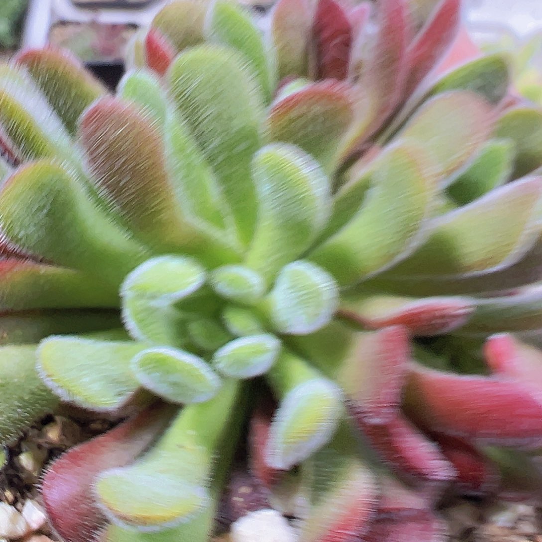 梦春19包邮多肉植物