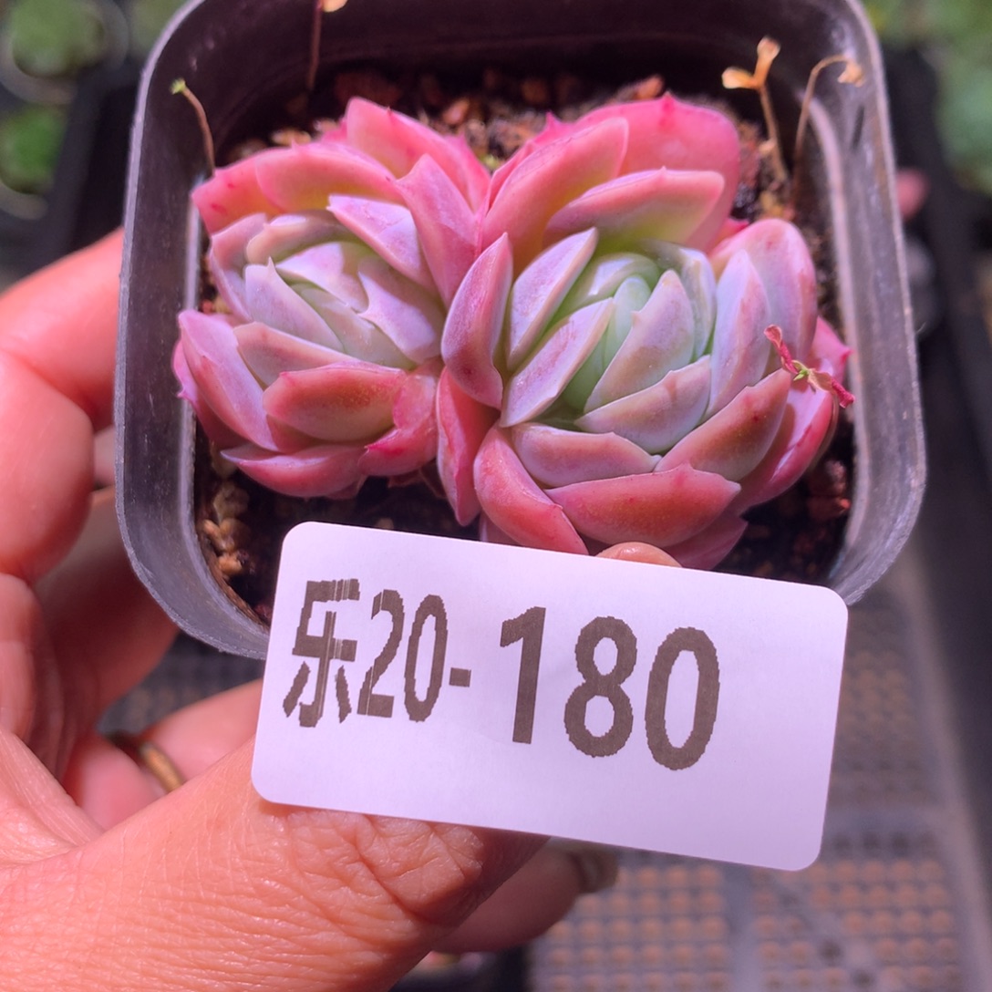 乐然20-180 西娜双头 