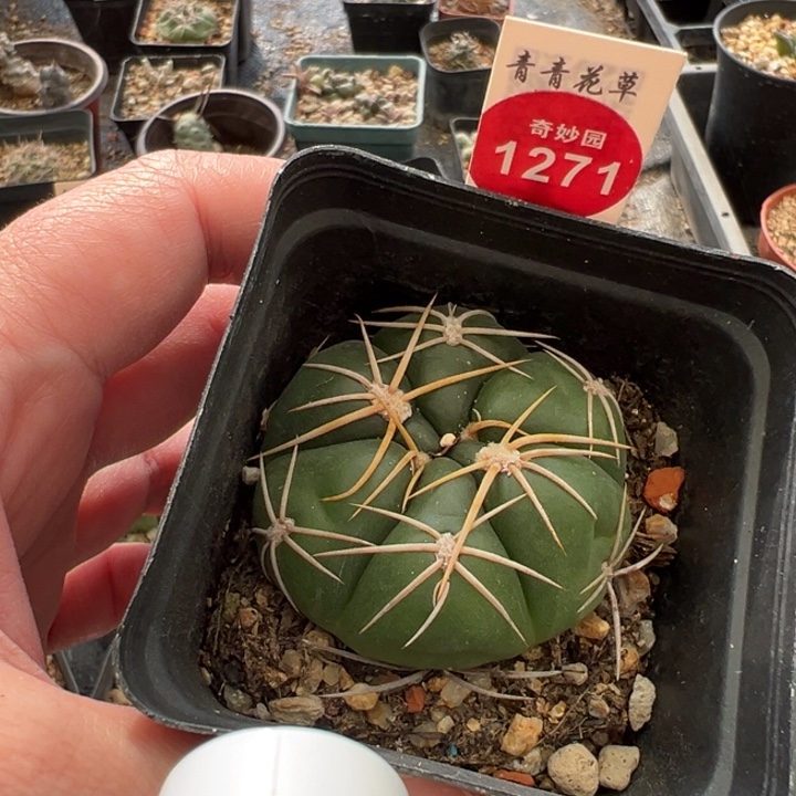 实生海王一棵仙人球，