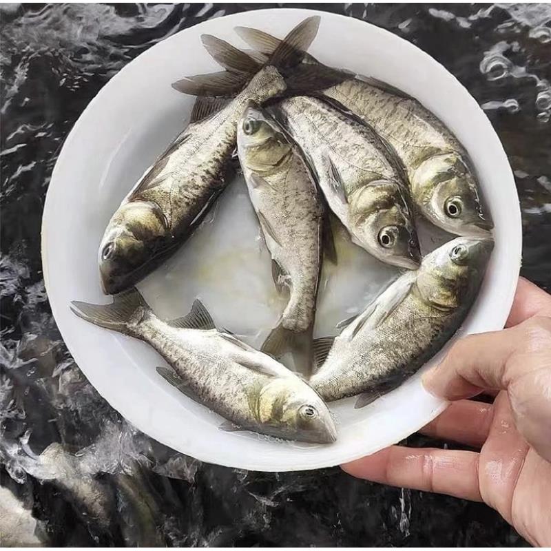 现捞现发 四川花鲢大头鱼 胖头鱼  生态养殖 观赏水族淡水饲养