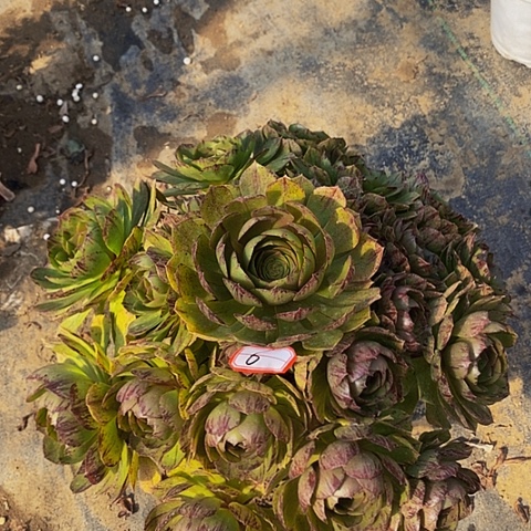 万圣节拉丝锦老桩6链接