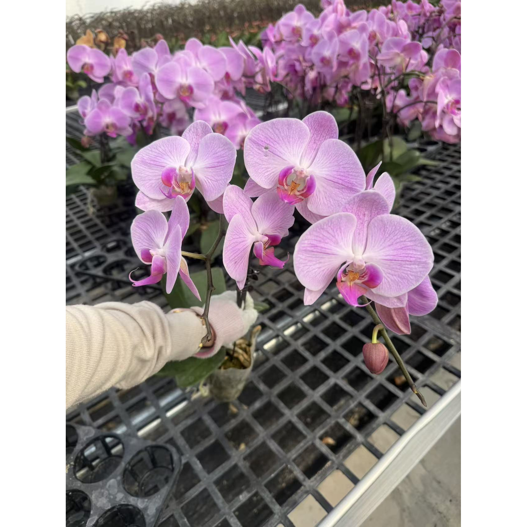 【粉冠军】蝴蝶兰大苗带花剑四季开花花期长室内绿植盆栽浓香型花卉