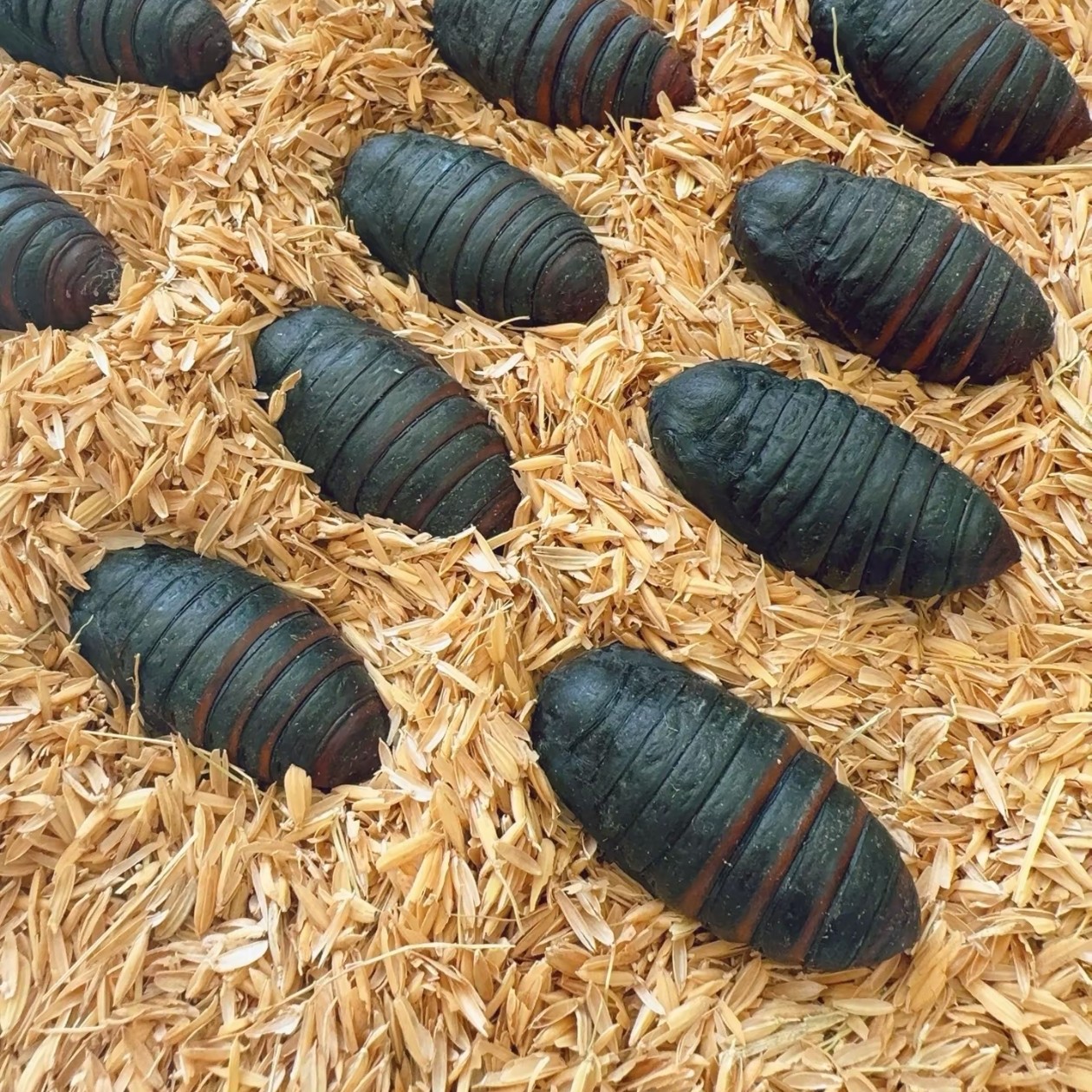 3斤东北特产蛹产地直发顺丰包邮