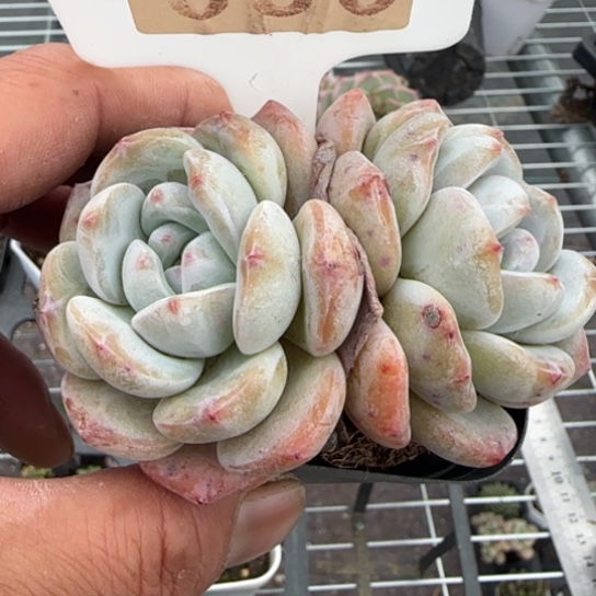 330星影一物一拍多肉