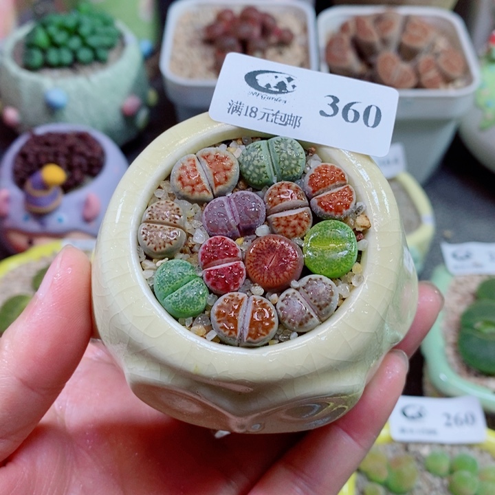 生石花花花花花花360