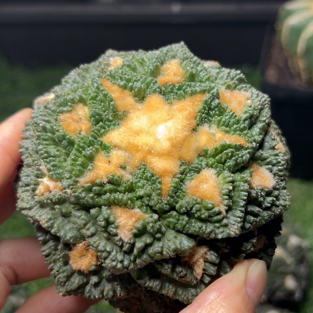 老***样181 袖蒲根 仙人球的故事是