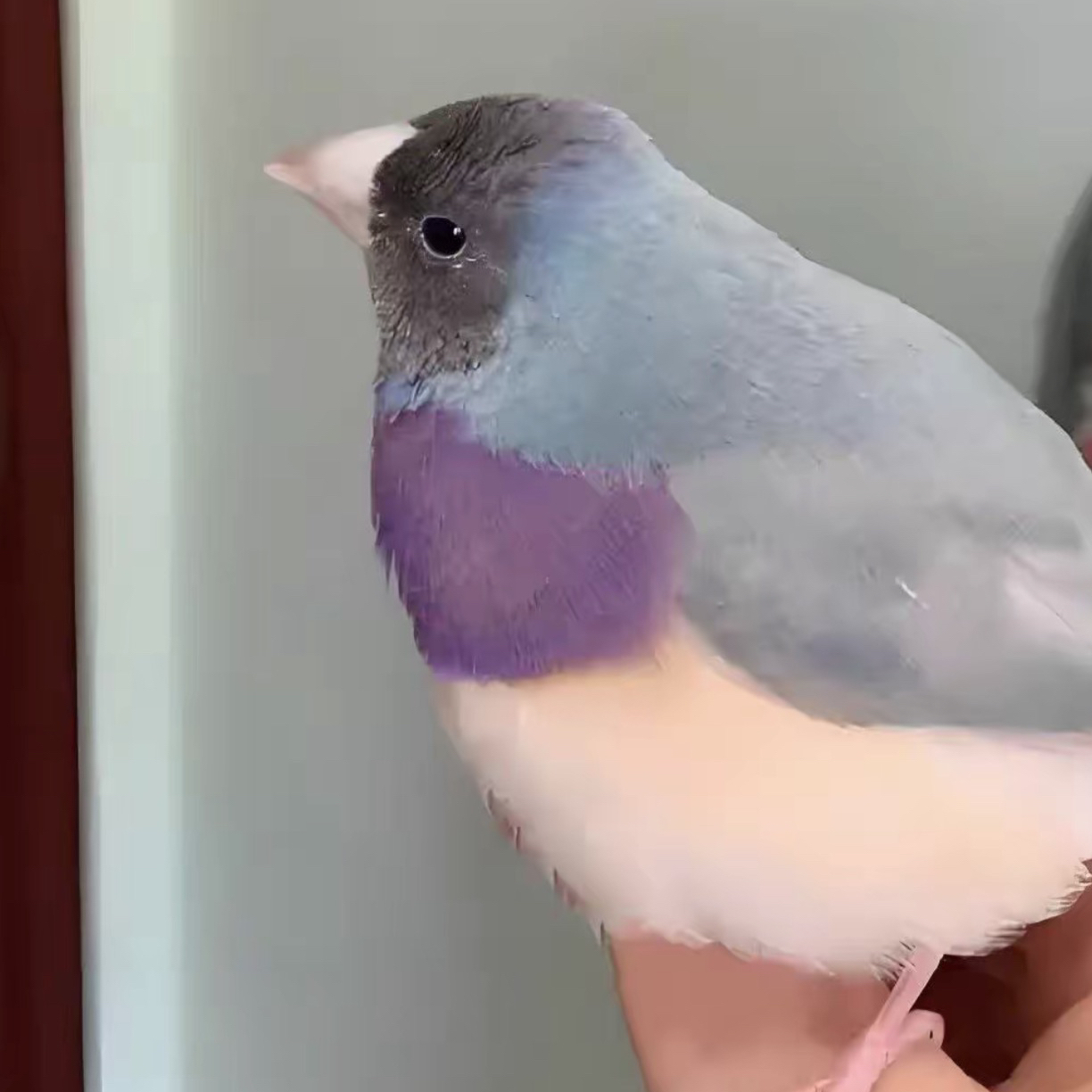 各种观赏鸟直播挑选