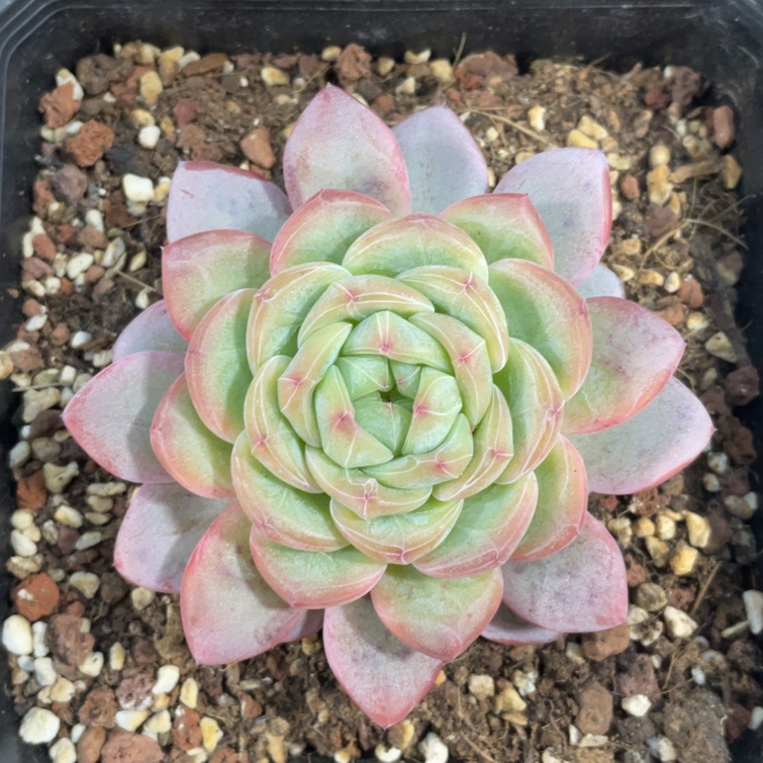 星星珍妮冠幅8 公分一物一拍