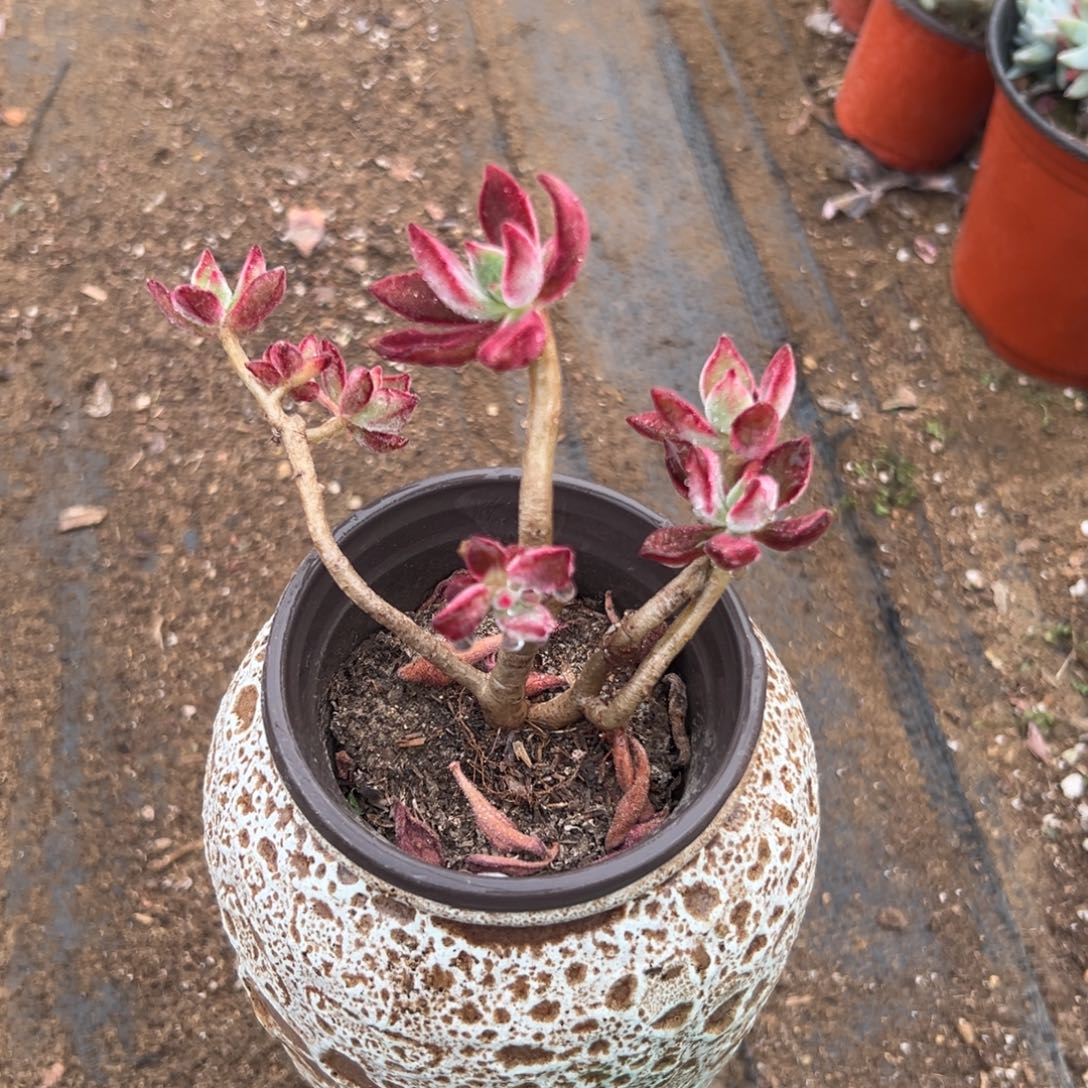 多肉植物多肉植物