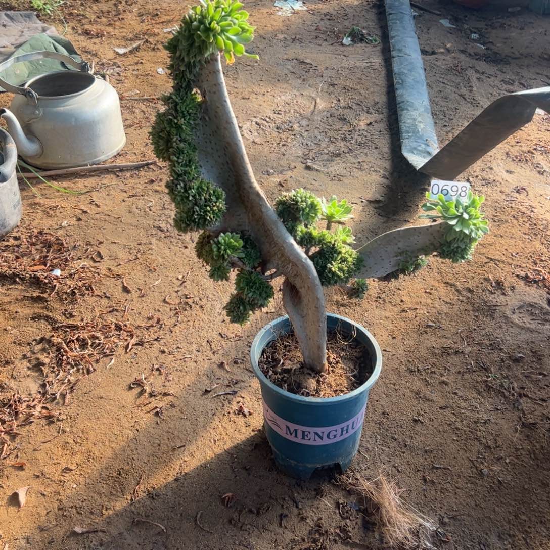 原始绿翅膀有大伤698高度44