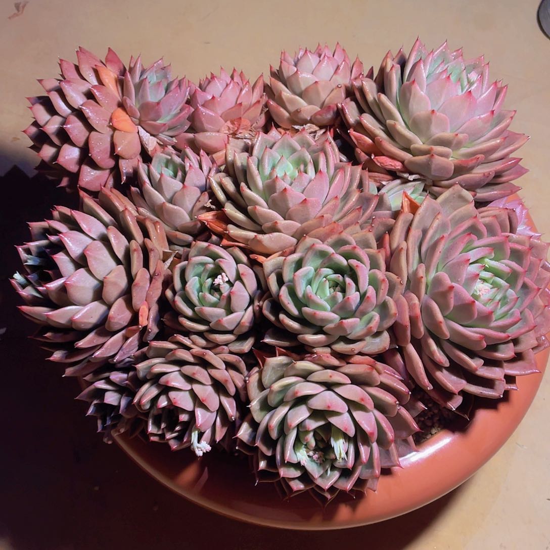 ㊗️**多肉香槟系不带盆