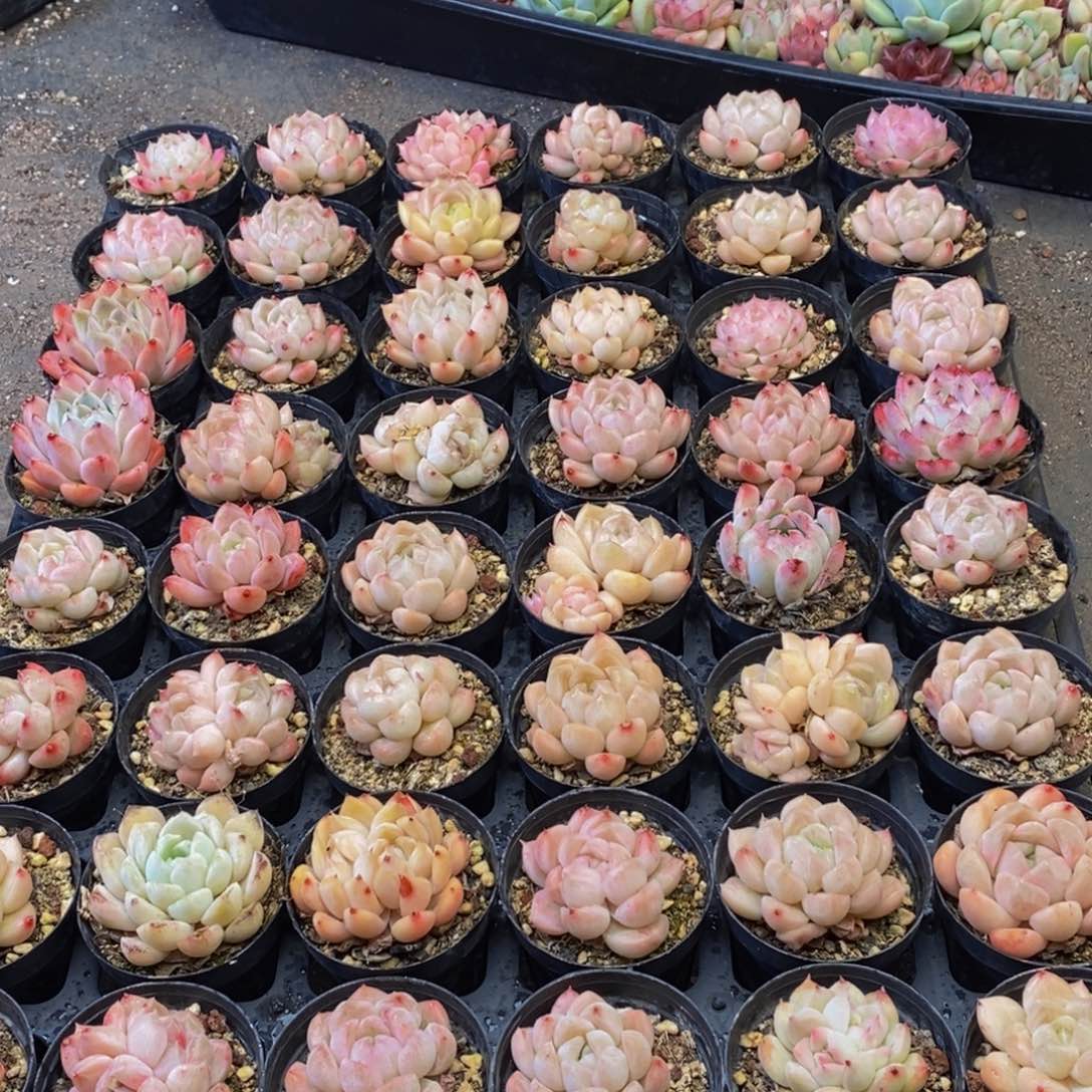 602大任务完成任务了。