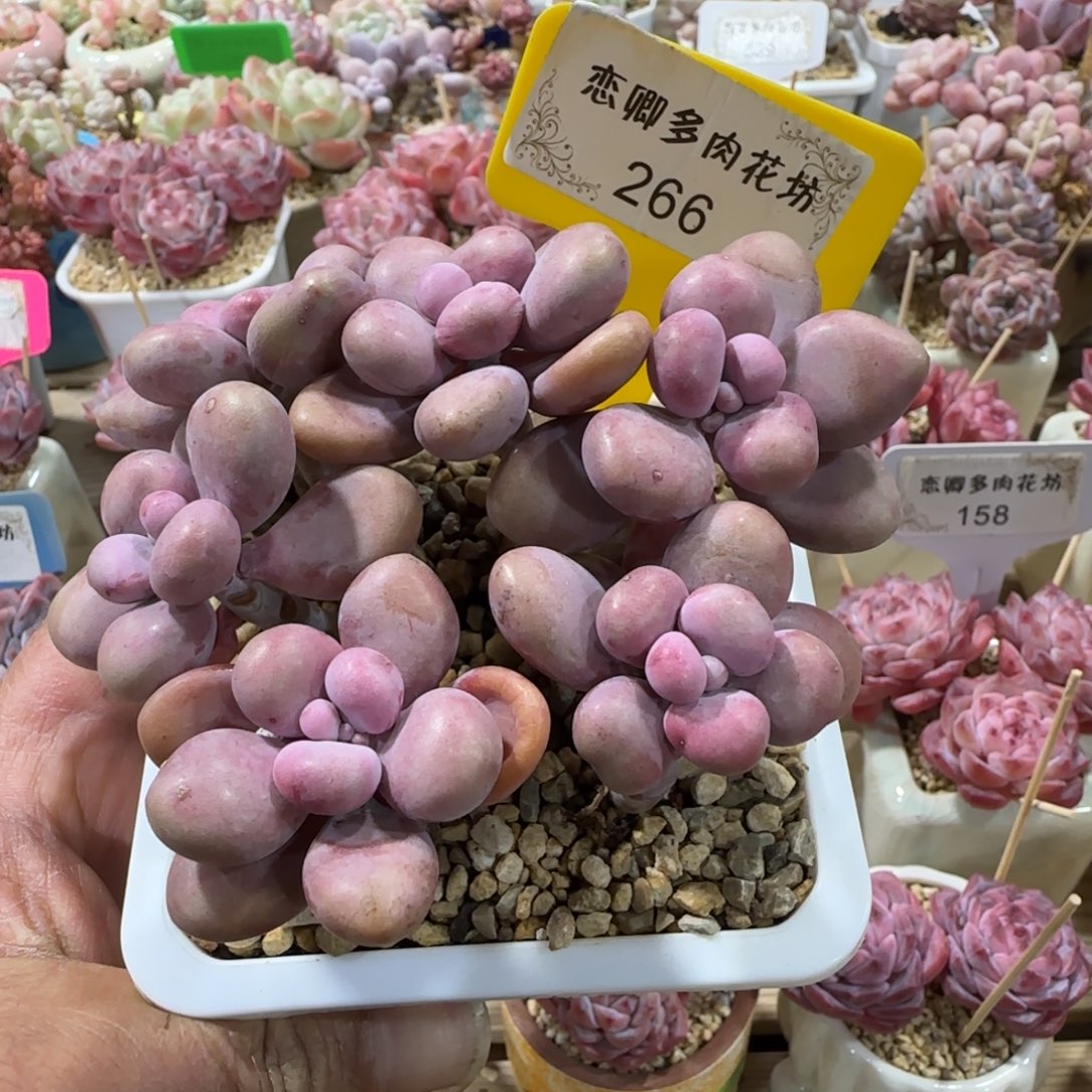 266桃蛋老桩多头无砍