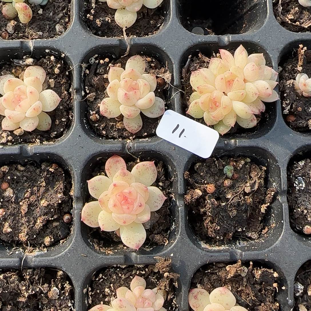 11开播福利甜心相柳穴苗随机发货