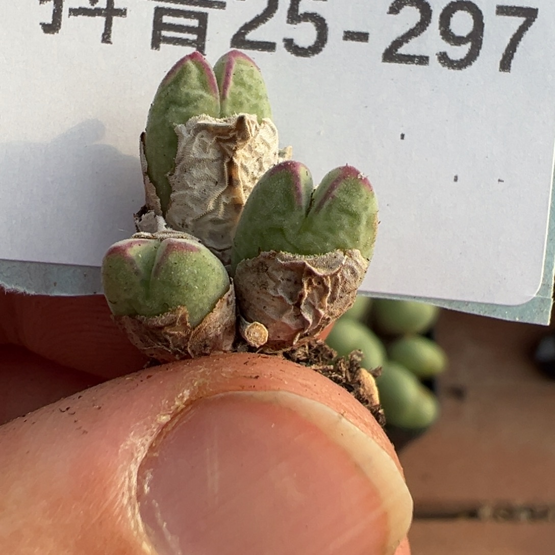 25-197 985猪蹄多肉植物