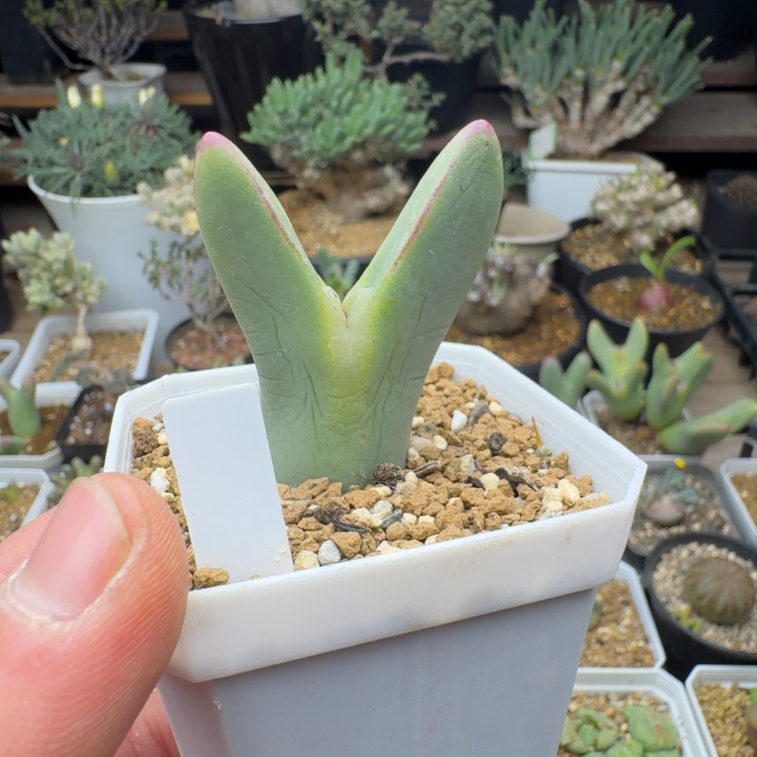 白花皮卡丘多肉。