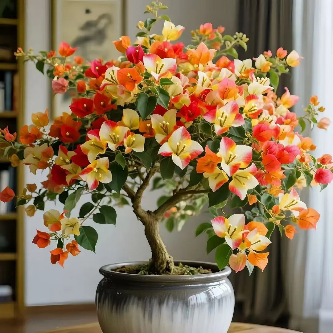 爆款三角梅树苗老桩盆栽四季开花耐寒耐热好养活庭院阳台花卉绿植