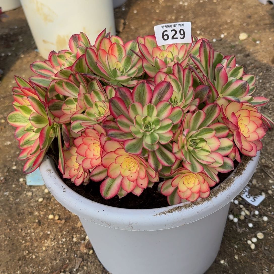 629荔枝。多肉植物