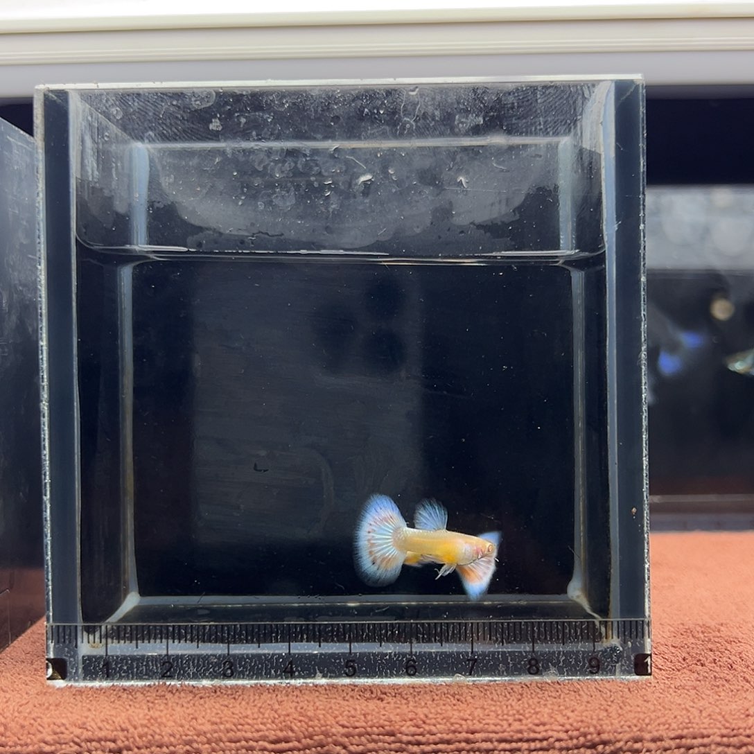 ****好孔雀鱼蓝白半月跑红公两条