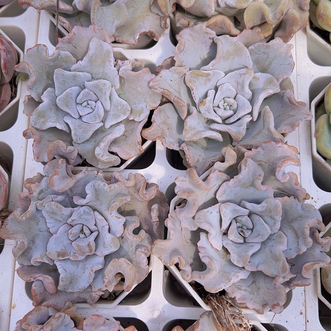 白饺子皮9.9包邮多肉