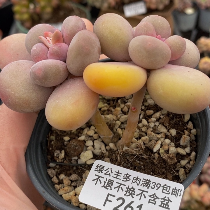 蛋黄奶261多肉植物