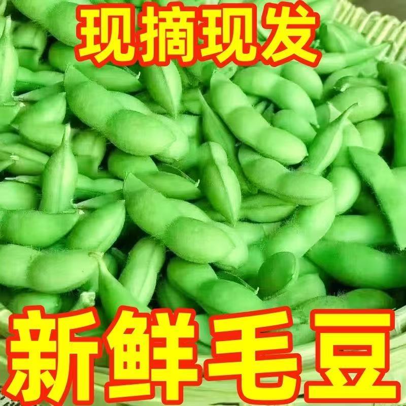 毛豆新鲜带壳青豆嫩黄豆生大豆豆荚商用河南本地农家豆子时令蔬菜